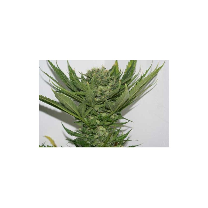 SOUR P · Resin Seeds · semi di canapa · Fem