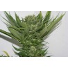 SOUR P · Resin Seeds · semi di canapa · Fem