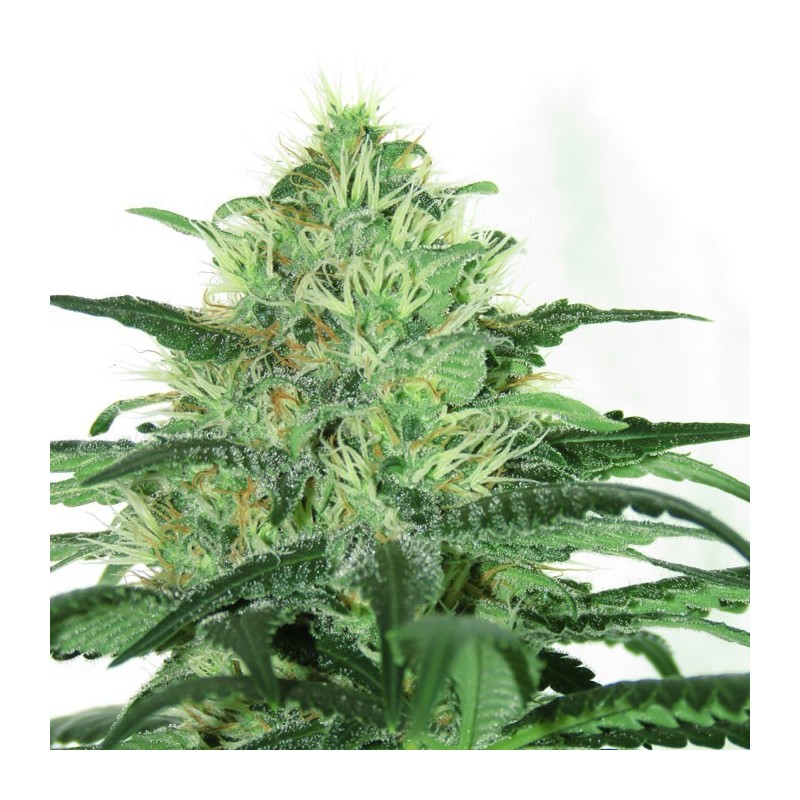 SIDERAL · Ripper Seeds · cannabis seeds · Fem