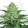 SIDERAL · Ripper Seeds · semi di canapa · Fem