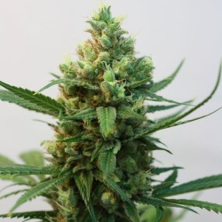 TOXIC · Ripper Seeds · semi...