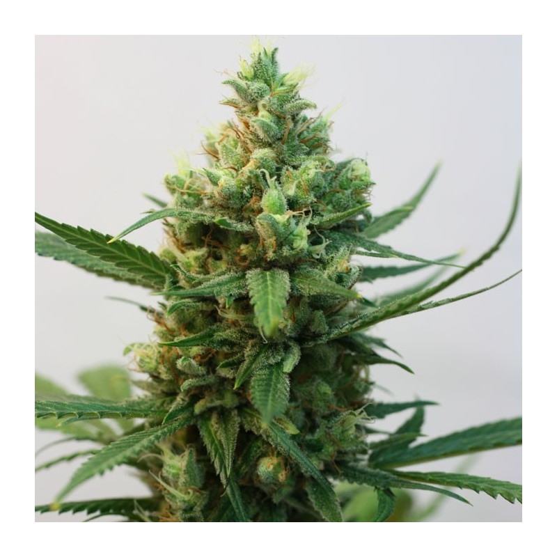 TOXIC · Ripper Seeds · semi di canapa · Fem