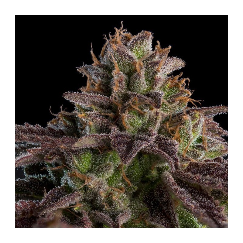 KMINTZ · Ripper Seeds · semi di canapa · Fem