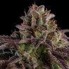 KMINTZ · Ripper Seeds · cannabis seeds · Fem
