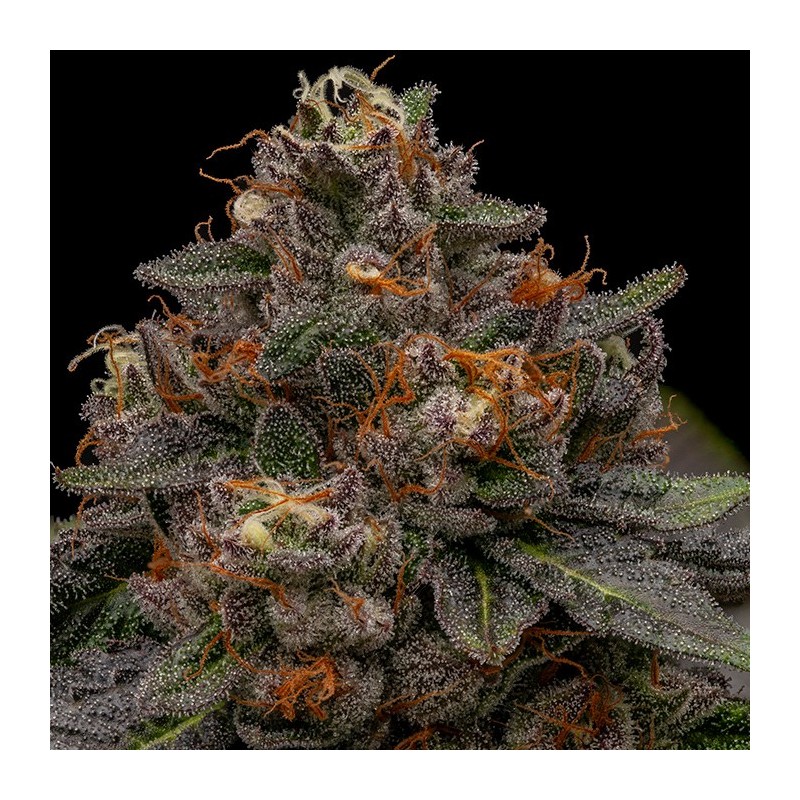 KORENJI · Ripper Seeds · cannabis seeds · Fem