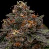KORENJI · Ripper Seeds · semi di canapa · Fem