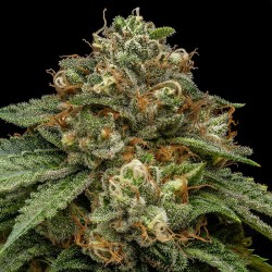 KROMA · Ripper Seeds · semi...