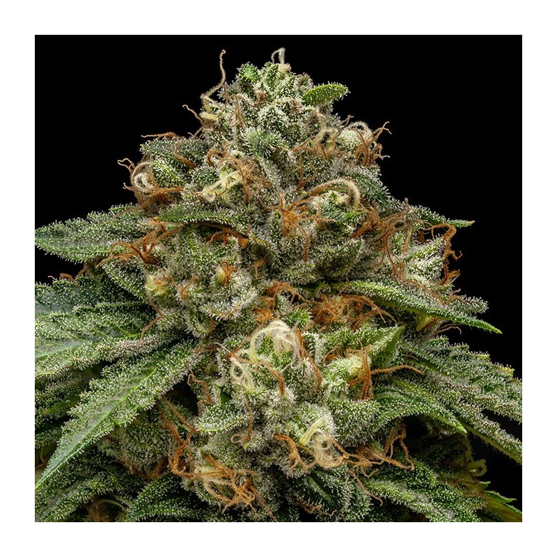 KROMA · Ripper Seeds · semi di canapa · Fem