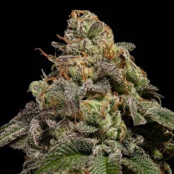 OMG · Ripper Seeds · semi...