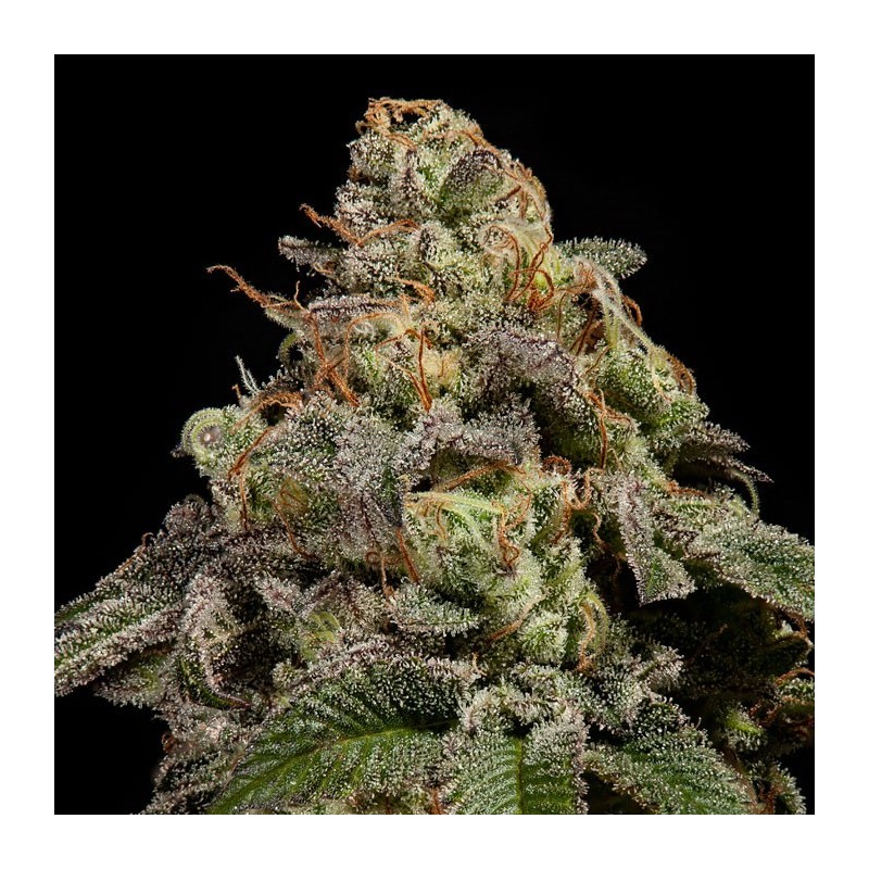 OMG · Ripper Seeds · semi di canapa · Fem