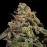 OMG · Ripper Seeds · semi di canapa · Fem