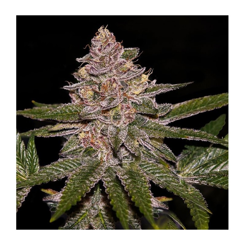 RADICAL JUICE · Ripper Seeds · semi di canapa · Fem