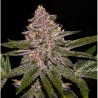 RADICAL JUICE · Ripper Seeds · semi di canapa · Fem