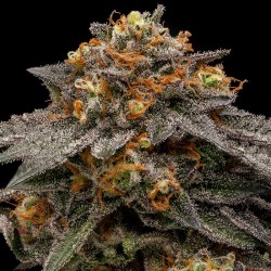 SHIMO · Ripper Seeds · semi...