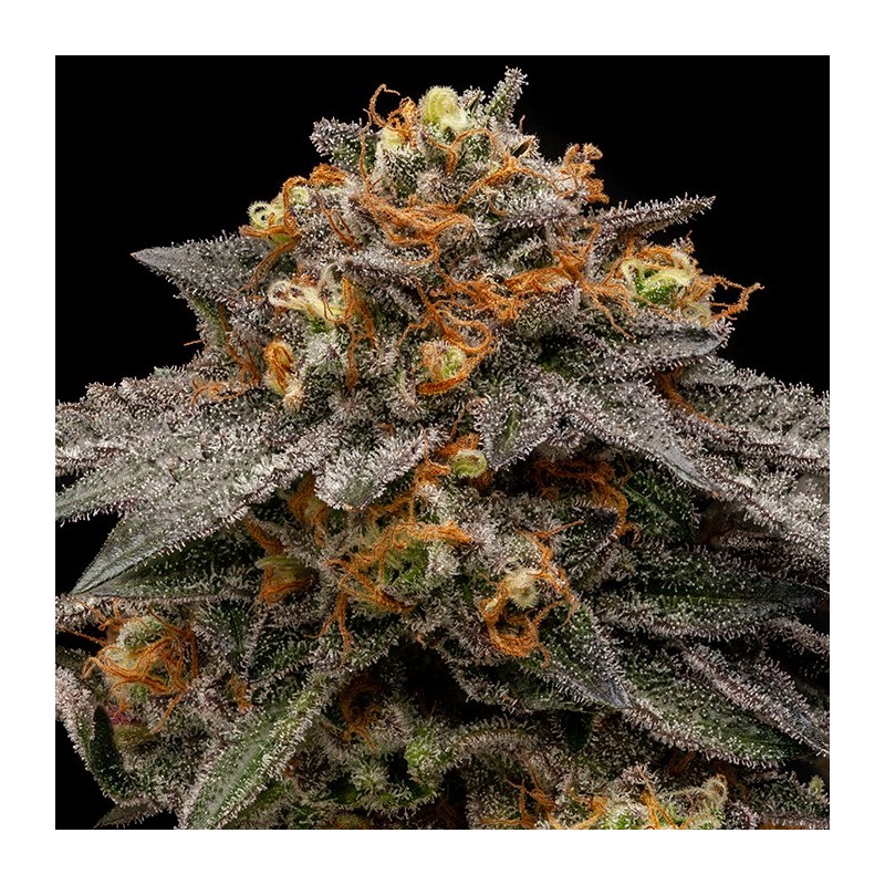 SHIMO · Ripper Seeds · semi di canapa · Fem