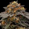SHIMO · Ripper Seeds · cannabis seeds · Fem