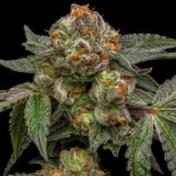 ZAKE · Ripper Seeds · semi...