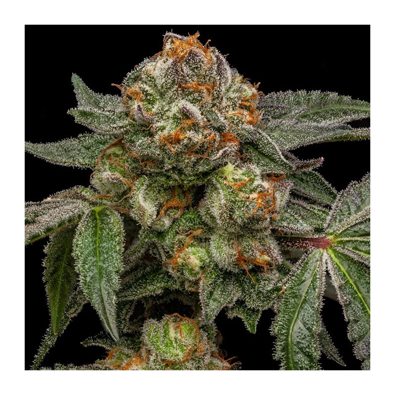 ZAKE · Ripper Seeds · semi di canapa · Fem