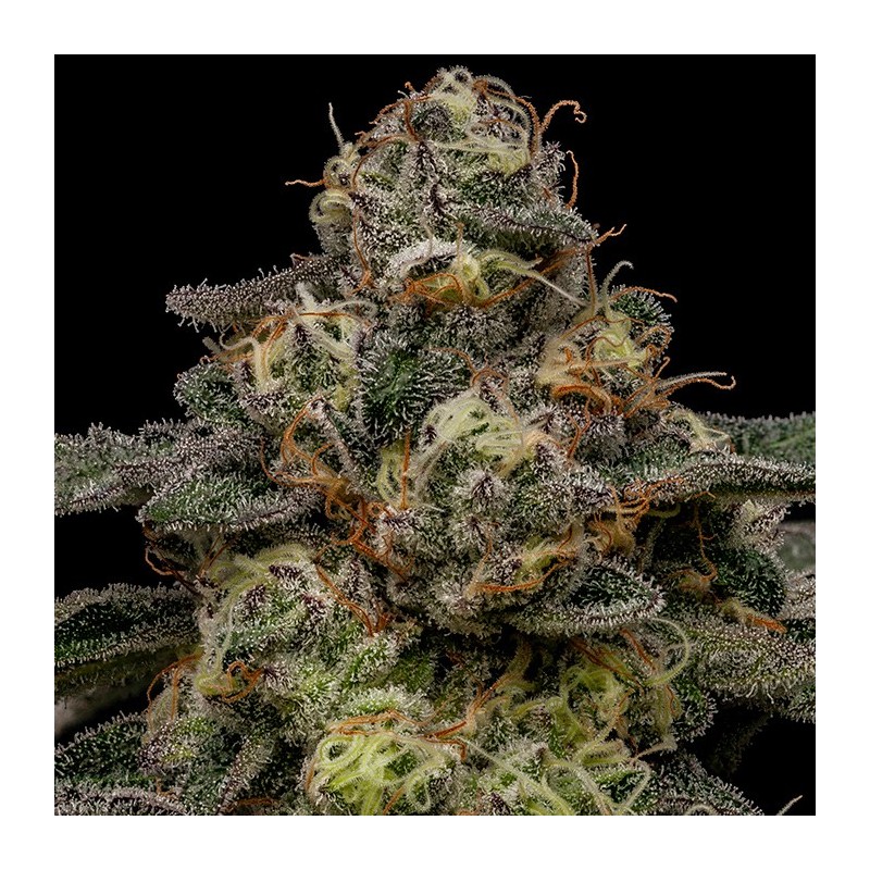 ZOMBIE BRIDE · Ripper Seeds · semi di canapa · Fem