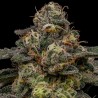 ZOMBIE BRIDE · Ripper Seeds · cannabis seeds · Fem