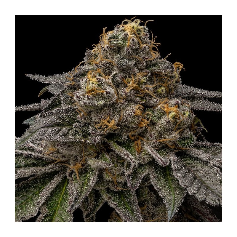 BREAK PAD BREATH · Ripper Seeds · cannabis seeds · Fem