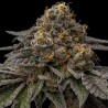 BREAK PAD BREATH · Ripper Seeds · semi di canapa · Fem
