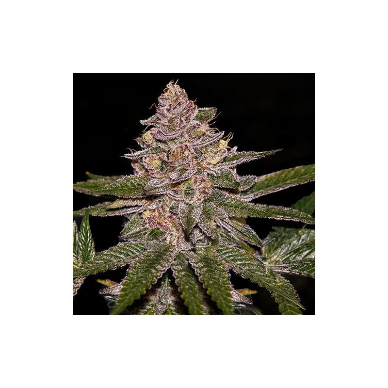 AUTO RADICAL JUICE · Ripper Seeds · semi di canapa · AutoFem
