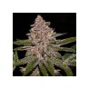 AUTO RADICAL JUICE · Ripper Seeds · cannabis seeds · AutoFem