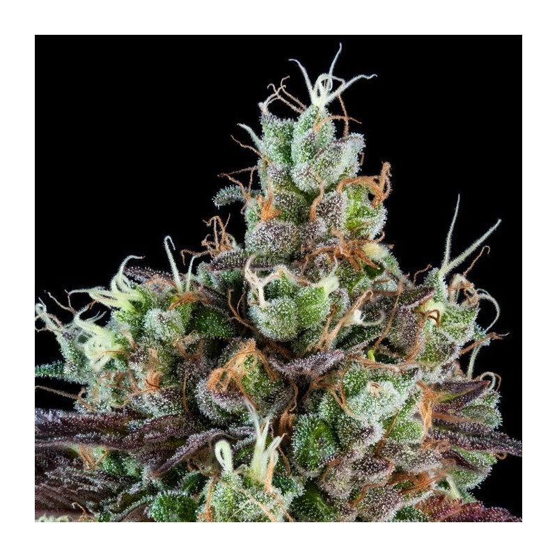AUTO SOUR RIPPER · Ripper Seeds · semi di canapa · AutoFem