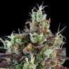 AUTO SOUR RIPPER · Ripper Seeds · semi di canapa · AutoFem