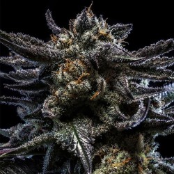 AUTO ZOMBIE KUSH · Ripper Seeds · kenevir tohum  · AutoFem