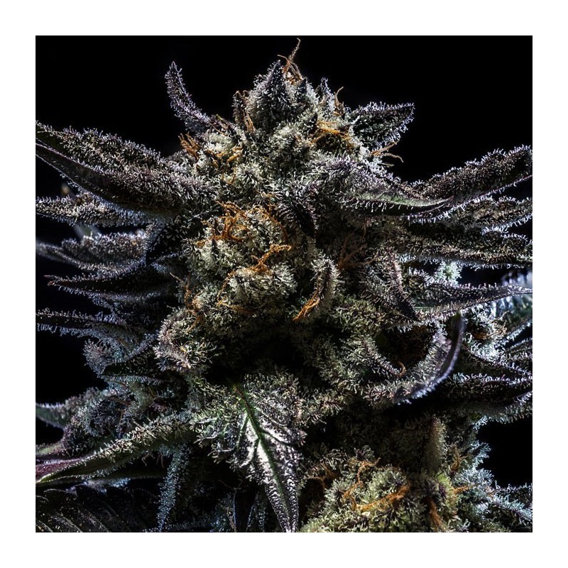 AUTO ZOMBIE KUSH · Ripper Seeds · semi di canapa · AutoFem
