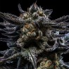 AUTO ZOMBIE KUSH · Ripper Seeds · semi di canapa · AutoFem