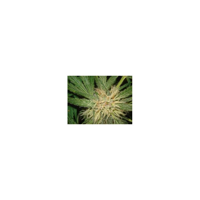 AMNESIAZ · Philosopher Seeds · semi di canapa · Fem