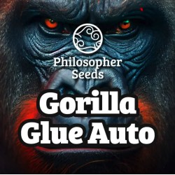 GORILLA GLUE AUTO · Philosopher Seeds · cannabis seeds · AutoFem