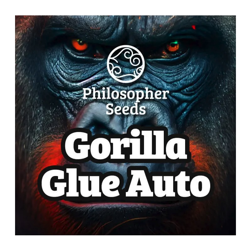 GORILLA GLUE AUTO · Philosopher Seeds · kaufen cannabis samen · AutoFem