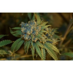 CHERRY PUNCH AUTO · Philosopher Seeds · cannabis seeds · AutoFem