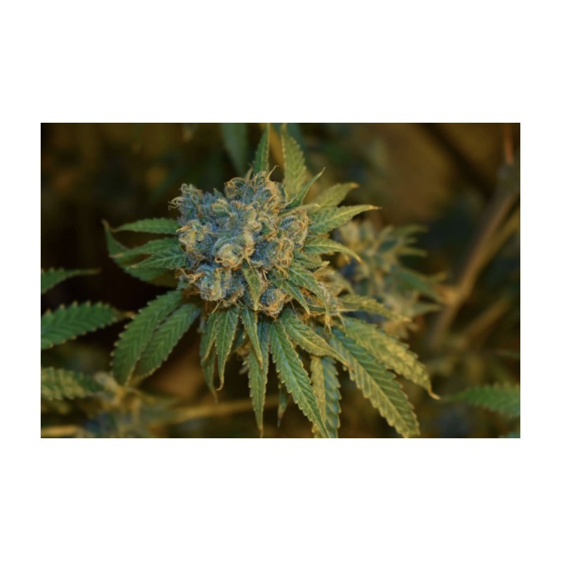 CHERRY PUNCH AUTO · Philosopher Seeds · semi di canapa indiana · AutoFem