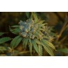 CHERRY PUNCH AUTO · Philosopher Seeds · semi di canapa indiana · AutoFem