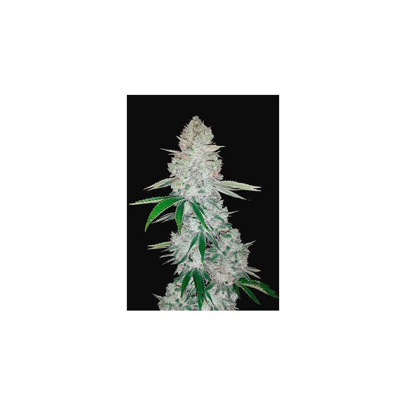 GORILLA GLUE AUTO · Philosopher Seeds · kenevir tohum · Disi · AutoFem