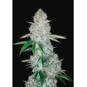 GORILLA GLUE AUTO · Philosopher Seeds · cannabis seeds · AutoFem