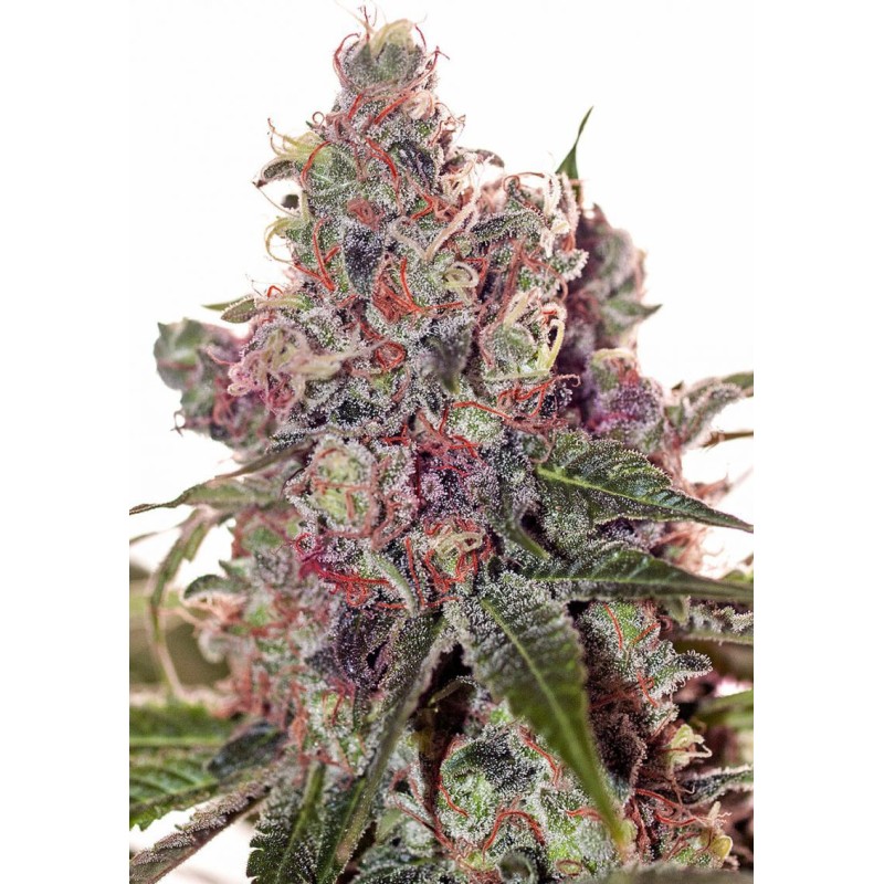 GRAPEFRUIT · Positronics · semi di canapa indiana · Fem