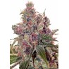 GRAPEFRUIT · Positronics · semi di canapa indiana · Fem