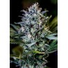 1:20 CBD · Positronics · sementes de maconha · Fem