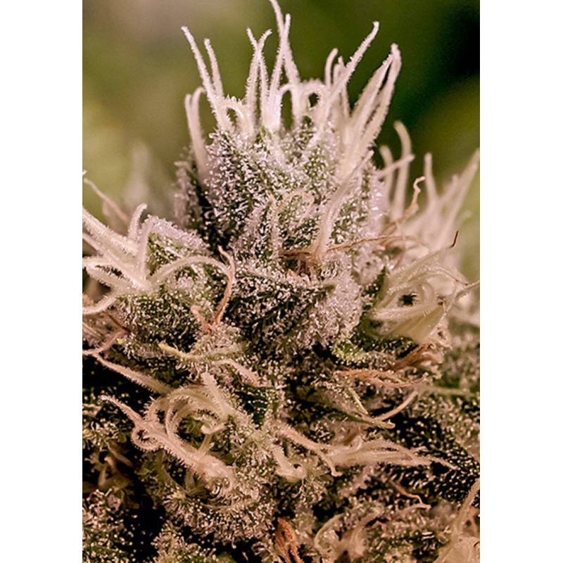 JACK DIESEL EXPRESS AUTO · Positronics · semi di canapa indiana · AutoFem