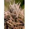 JACK DIESEL EXPRESS AUTO · Positronics · sementes de maconha · AutoFem