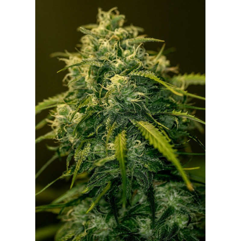 JACK DIESEL CBD · Positronics · semi di canapa indiana · Fem