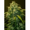 JACK DIESEL CBD · Positronics · semi di canapa indiana · Fem