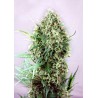 JACK DIESEL · Positronics · semi di canapa indiana · Fem