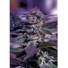 KUSH AUTO · Positronics · cannabis seeds · AutoFem